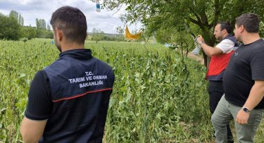 Emet'te doludan etkilenen haşhaş ekili alanlarda hasar tespit çalışmaları