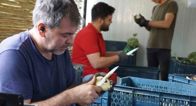 Enginar soyarak asgari ücretin 4 katını kazanıyorlar