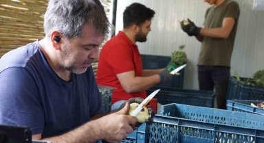 Enginar soyarak asgari ücretin 4 katını kazanıyorlar