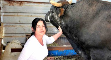 Feriştah hanımın boğa sevgisi görenleri şaşırtıyor