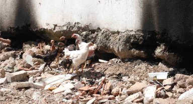 Fethiye'de 'piton' nöbeti