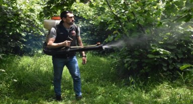 Fındık üreticileri bahçelerde hasat sezonu öncesi hazırlık yapıyor