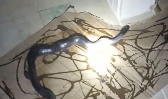 Gafil avlanan yılan, fare kapanına takıldı