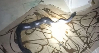 Gafil avlanan yılan, fare kapanına takıldı