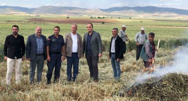 Gaziantep'te geleneksel yöntemlerle yapılan firik hasadı başladı