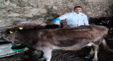 Giresun'da keneye karşı 33 bin 314 büyükbaş hayvan ilaçlandı