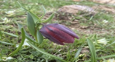 Giresun'da ters laleler açtı