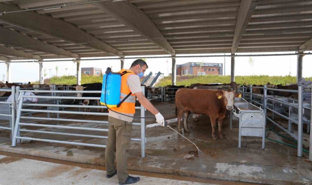 Gölbaşı Belediyesinden kurban satış ve kesim merkezlerinde ilaçlama