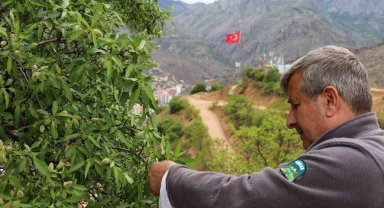 Gümüşhane'de badem çağlası bereketi
