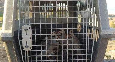 Gürpınar'da 11 adet canlı keklik yakalandı