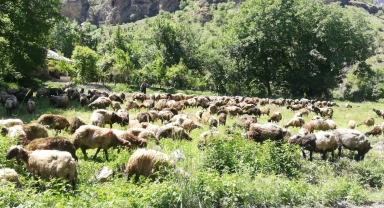 Hakkari'de tır devrildi, onlarca koyun telef oldu