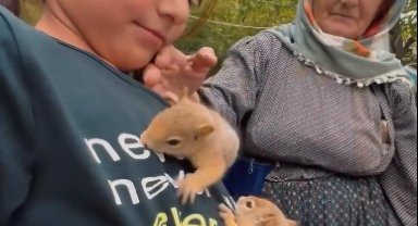Hakkarili aileden yavru sincaplara şefkat eli