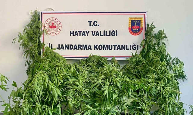 Hassas burunlu jandarma köpeğinin uyuşturucu bulduğu anlar kamerada