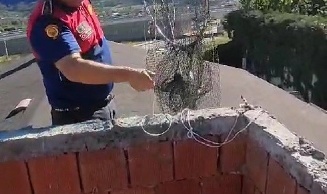 Havalandırmada mahsur kalan yavru güvercinler kurtarıldı