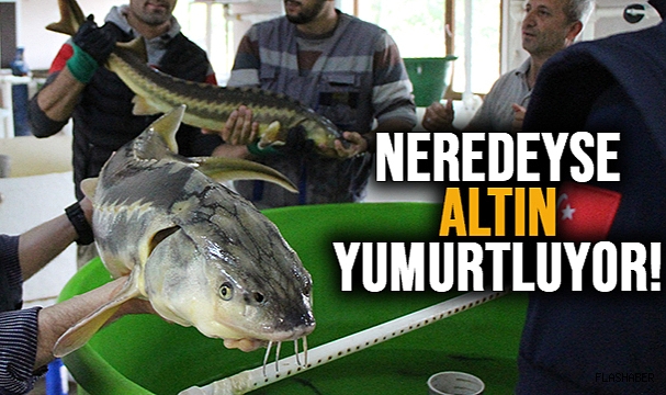HAVYARININ KİLOSU 2 BİN 500 DOLARDAN SATILIYOR