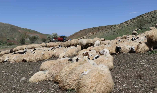 Hayvanların sağlığı için dağları aşıyorlar