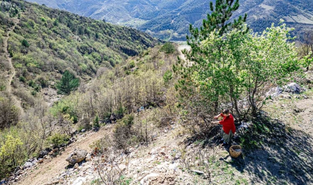 Her yerde kahve olarak tüketilirken, Tokatlılar konservesini yapıyor