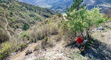Her yerde kahve olarak tüketilirken, Tokatlılar konservesini yapıyor