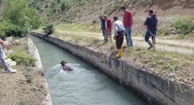 HES kanalına düşen dana uzun uğraşlar sonucu kurtarıldı