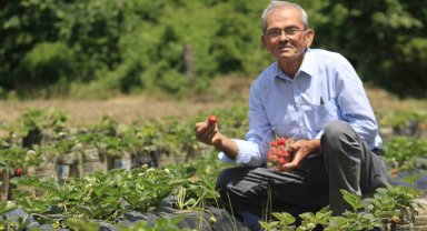 Hobi amaçlı başladığı çilek yetiştiriciliği emekli madencinin gelir kapısı oldu