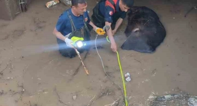 Iğdır'da sulama kanalına düşen inek telef oldu