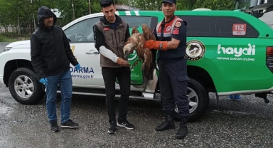 Iğdır'da yaralı halde bulunan kızıl akbaba tedavi altına alındı