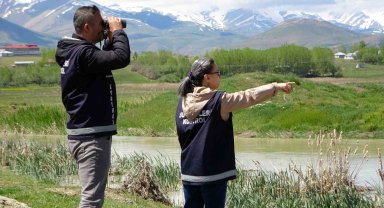 İnci kefali yoğun denetimlerle korunuyor