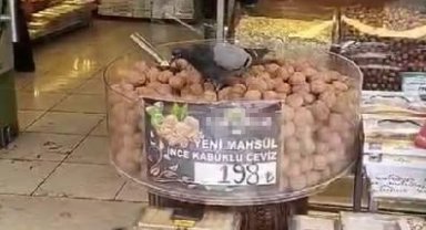 İşini bilen güvercinler kuruyemişçiyi mesken tuttu