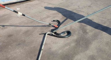 İşyerine giren yılan, doğal yaşam alanına bırakıldı