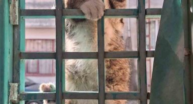 Kafasını demir kapıya sıkıştıran kediyi itfaiye ekipleri kurtardı