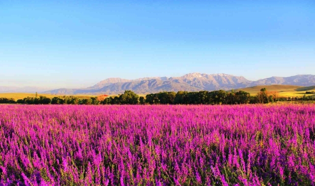 Kahramanmaraş'ta hazeran çiçekleri hayran bıraktı