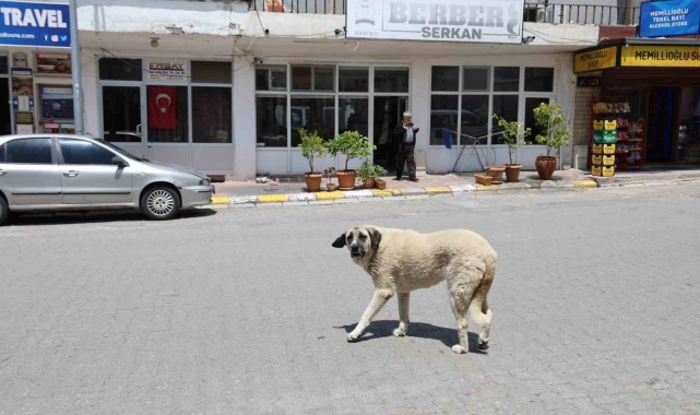 Kapadokya'da sokak köpekleri turizmi de etkiliyor