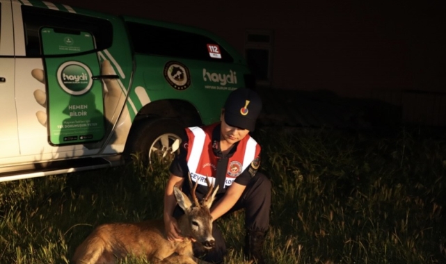 Kırklareli'nde yaralı karaca tedavi altında alındı