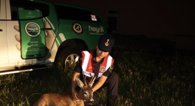 Kırklareli'nde yaralı karaca tedavi altında alındı