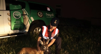 Kırklareli'nde yaralı karaca tedavi altında alındı