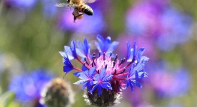 Kontrolsüz ilaçlama arılara ve arı ürünlerine zarar veriyor