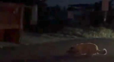 Köpeği traktörle sürükleyen şüpheli jandarma ekiplerince yakalandı