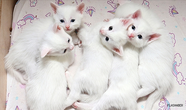 KORUMA ALTINDAKİ VAN KEDİLERİNDEN BİRİNCİ DOĞUM DÖNEMİNDE 70 YAVRU ELDE EDİLDİ!