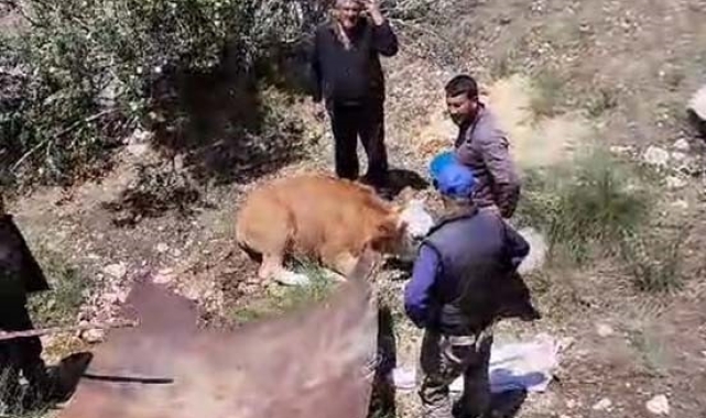 Köylülerden inek kurtarma operasyonu