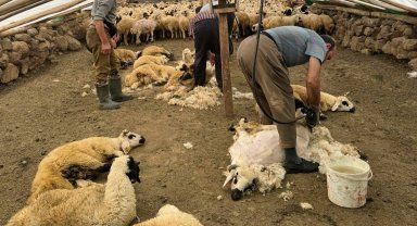 Koyunları elektrikli makine ile kırkmaya başladılar