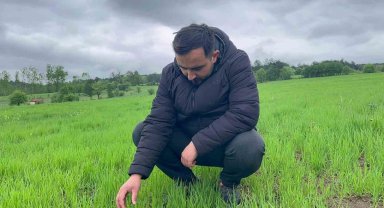 Kuraklığın ardından gelen yağmurlar siyez buğdayı yetiştiricilerinin yüzünü güldürdü