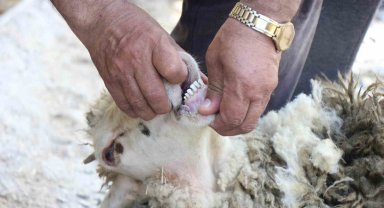 Kurbanlık alırken dikkat edilmesi gerekenler