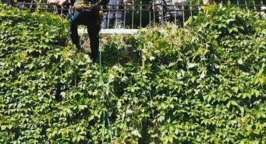 Mahsur kalan kedinin imdadına itfaiye yetişti