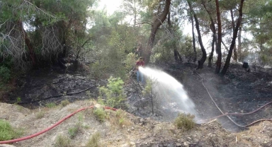 Manavgat'ta orman yangını ucuz atlatıldı