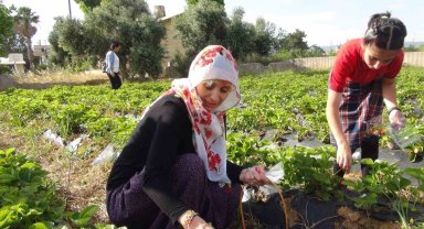 Milli Eğitim Müdürü şalvar giydi, yazma taktı, öğrencilerle birlikte çilek hasat etti