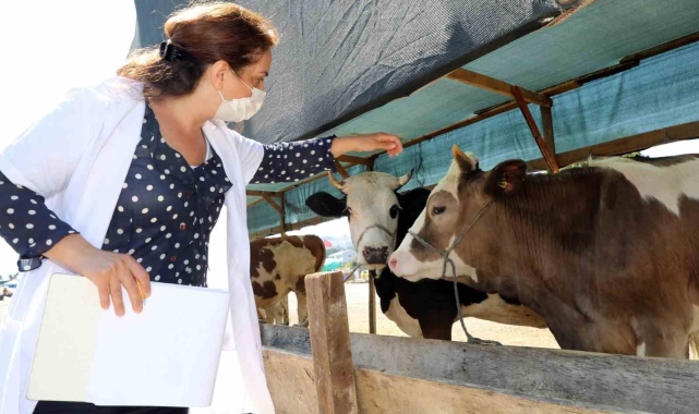 Mudanya'da hayvan pazarı yer değişikliği