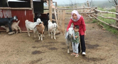 Muğla Büyükşehir 'Kıl Keçisi Projesi' meyvelerini vermeye başladı