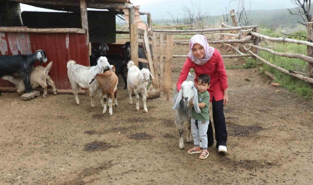 Muğla Büyükşehir 'Kıl Keçisi Projesi' meyvelerini vermeye başladı