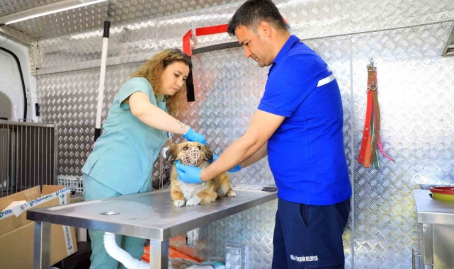 Muğla'daki can dostlar için 'Acil Müdahale' aracı