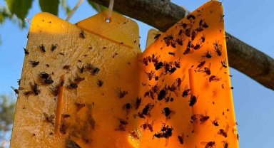 Nazillili üreticilere 'kestane gal arısı' uyarısı